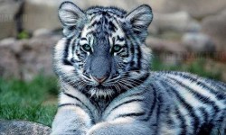 Egy gyönyörű kék tigris