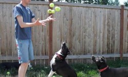Ez történik ha adsz 3 kutyának 60 teniszlabdát