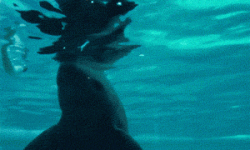 Így játszanak a  delfinek a levegőgömbökkel