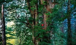 Egy 300 méter magas, 1500 éves fa