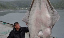 Egy világrekord nagyságú lapos hal