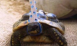 Ez a teknős ma ünnepelte a születésnapját