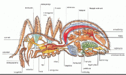 Egy pók anatómiája