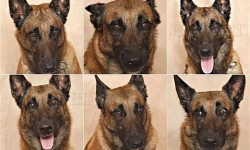 Tudományos tény: ösztönösen értelmezzük a kutyák arckifejezéseit