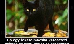 Fekete macska…