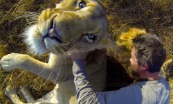 Így ölelgess oroszlánokat