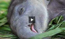 Elefántbébi alszik az anyukája ebédjén