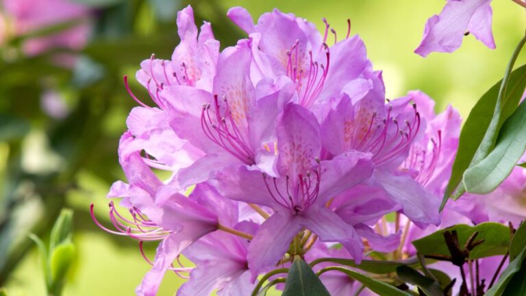 Rododendron nevelése cserépben: megoldás meszes talajú kertekbe